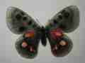 Parnassius ssp. female (aberration, dark form) (Internet Image property of respective owner, non-commercial use only)
